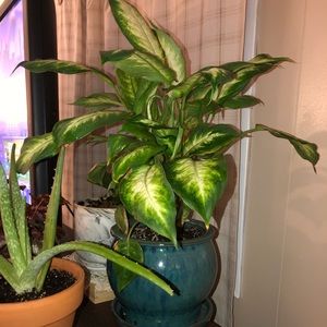 Meet your Posher, Brook